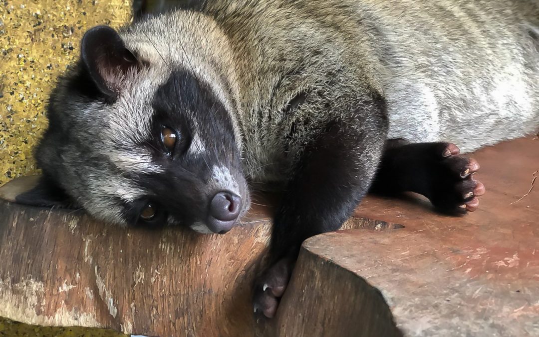 Have you tried the Kopi Luwak? – The most expensive coffee made of civet cat poop
