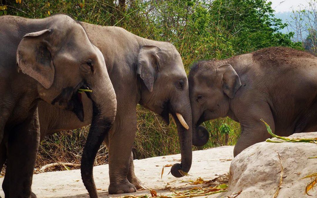 Don’t Miss This – A Trip To Elephant Jungle Sanctuary, Chiang Mai