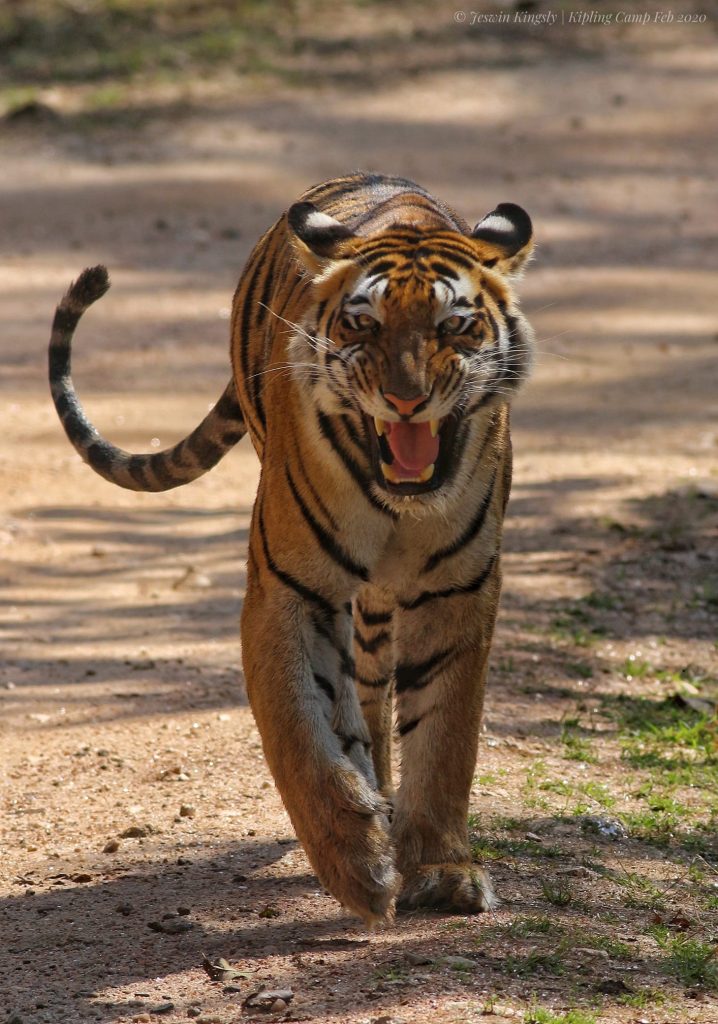 A tiger at Kipling Camp