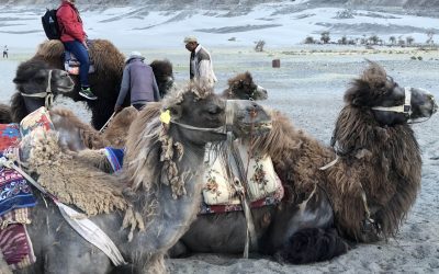 Two-Humped Bactrian Camel And A Sand Dune Ride in Nubra | #WordlessWednesday